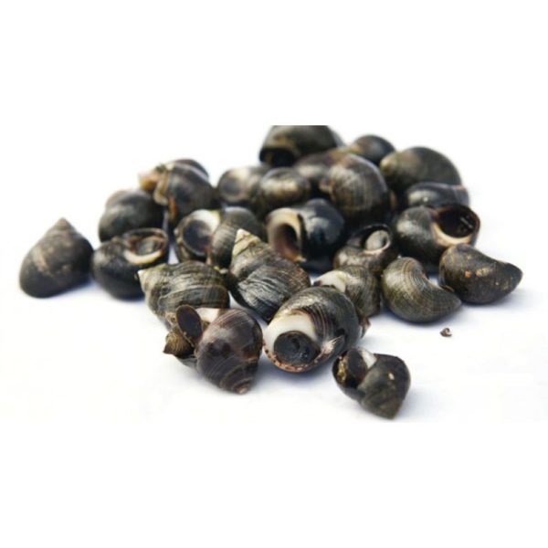 Bigorneaux Gros /kg