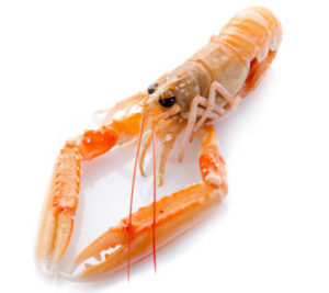 Langoustine glacée