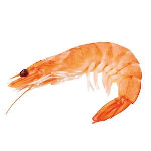 Crevettes roses