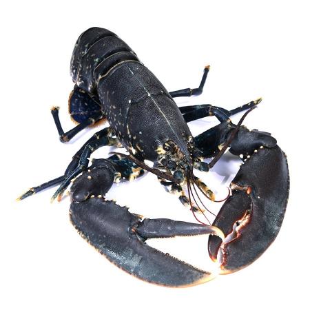 Homard Bleu vivant