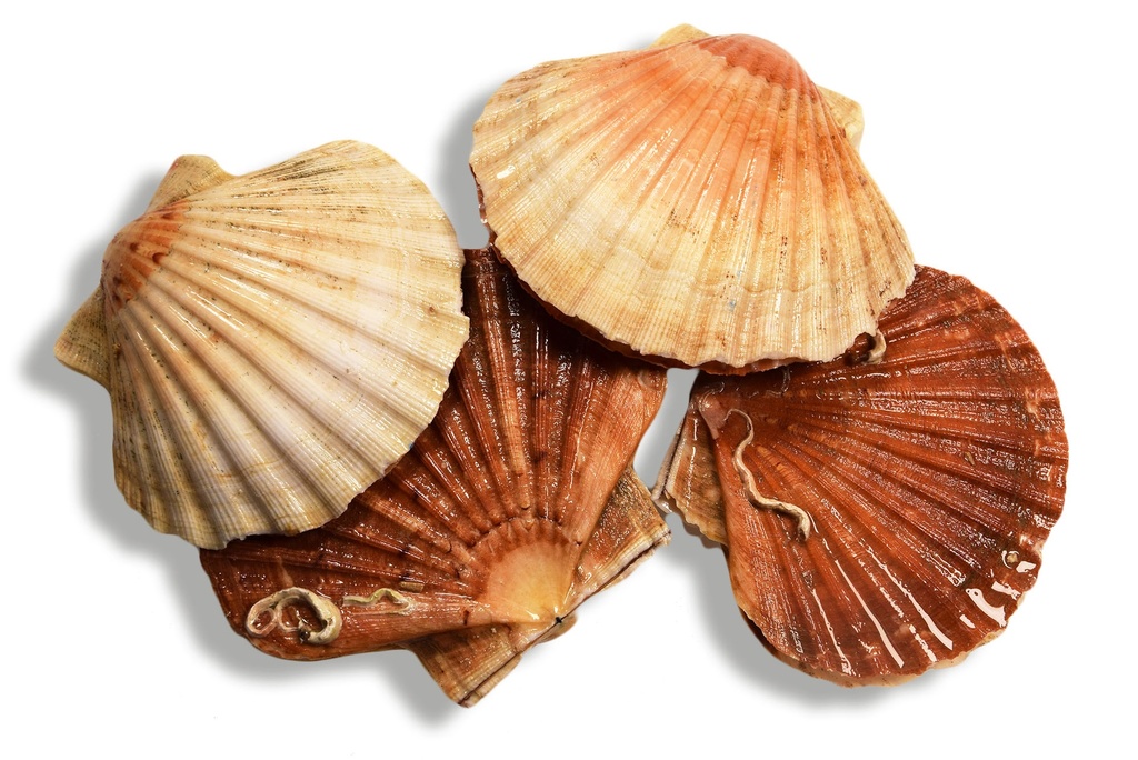 Coquilles St-Jacques bretonne