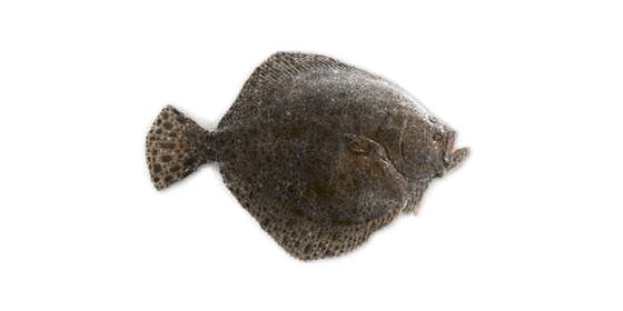 Turbot